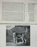 Original Old Antique Print 1901 Warwickshire Pedlar Foxhound Peterborough Dog