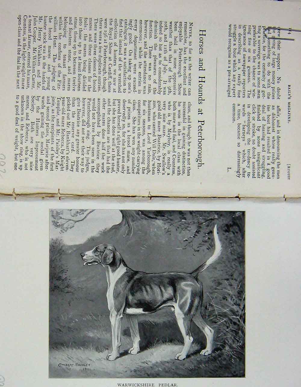 Original Old Antique Print 1901 Warwickshire Pedlar Foxhound Peterborough Dog