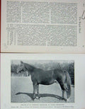 Original Old Antique Print 1901 Photograph Perdita Hampton Hermoine Horse Sport