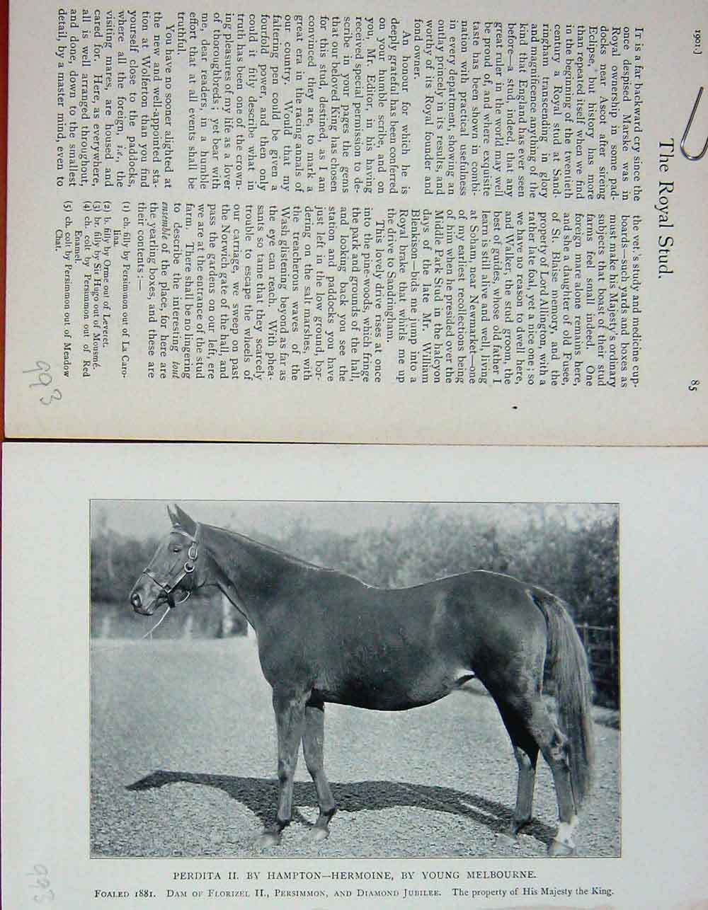 Original Old Antique Print 1901 Photograph Perdita Hampton Hermoine Horse Sport