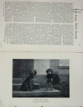 Old Antique Print 1901 Tuner Tippler Rough Welsh Hounds Dogs Photograph 20th