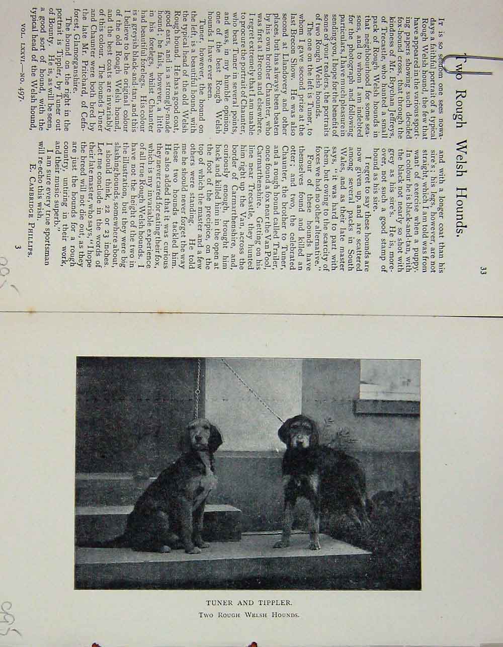 Old Antique Print 1901 Tuner Tippler Rough Welsh Hounds Dogs Photograph 20th