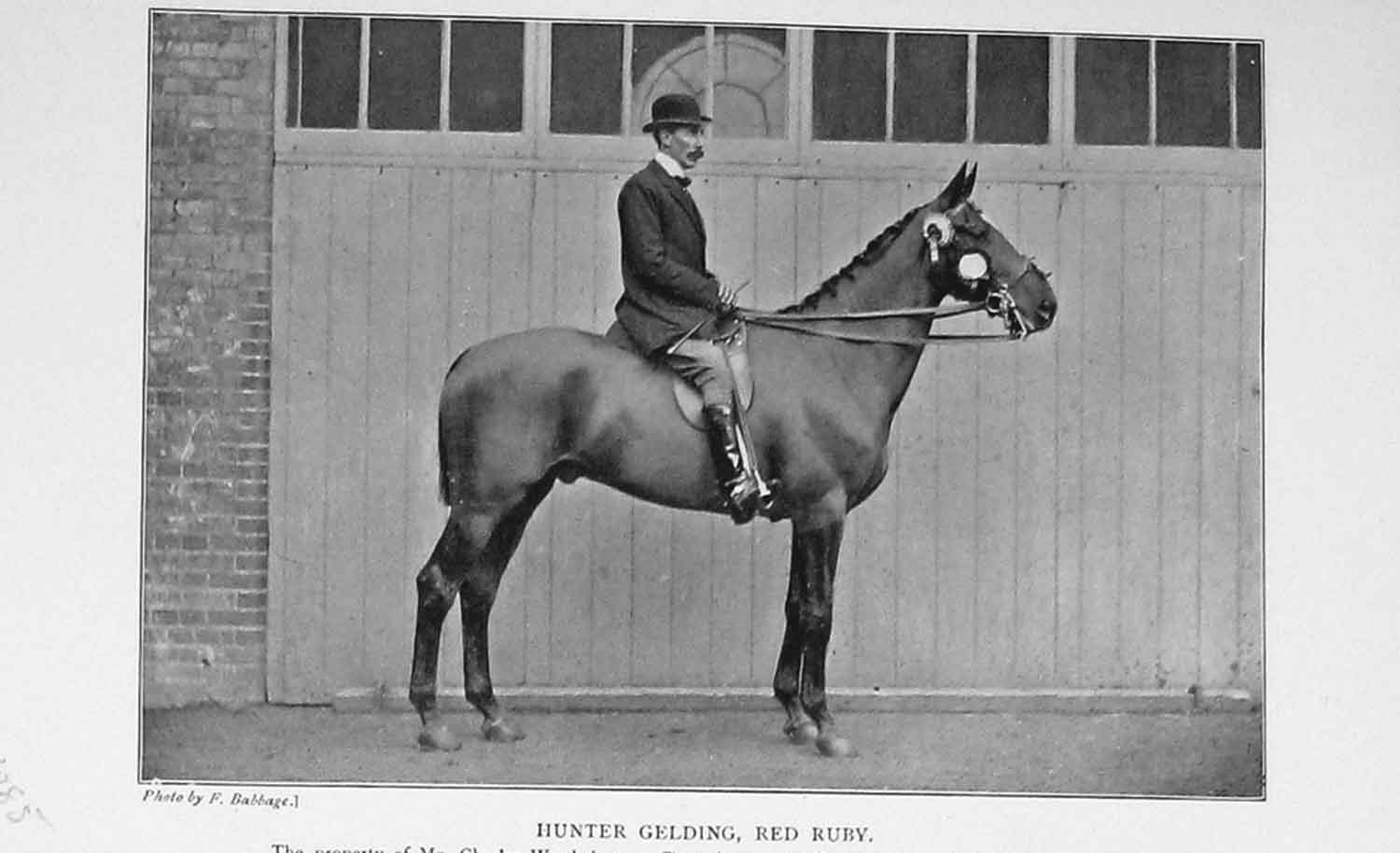 Original Old Antique Print 1904 Portrait Hunter Gelding Horse Red Ruby 20th