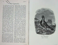 Original Old Antique Print 1904 Portrait Capercailzie Bird Nature Baily'S 20th