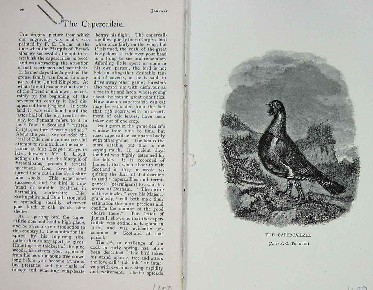 Original Old Antique Print 1904 Portrait Capercailzie Bird Nature Baily'S 20th