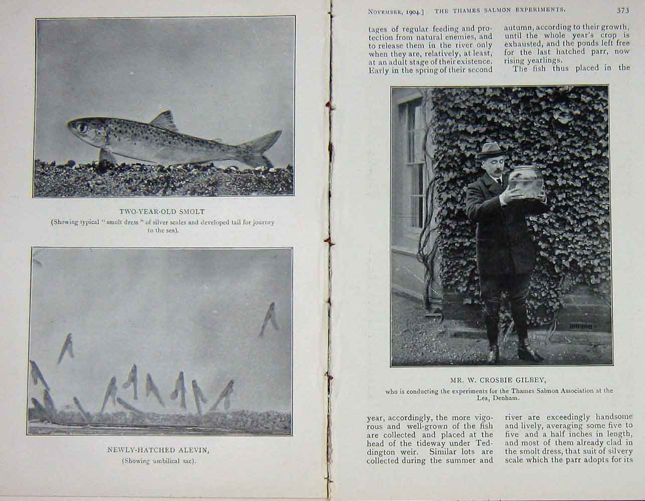 Old Antique Print 1904 Salmon Fishing Smolt Denham Grenfell Sport Thames 20th