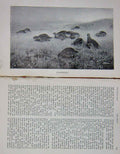 Original Old Antique Print 1904 Game Birds Partridges Hunting Baily'S Magazine
