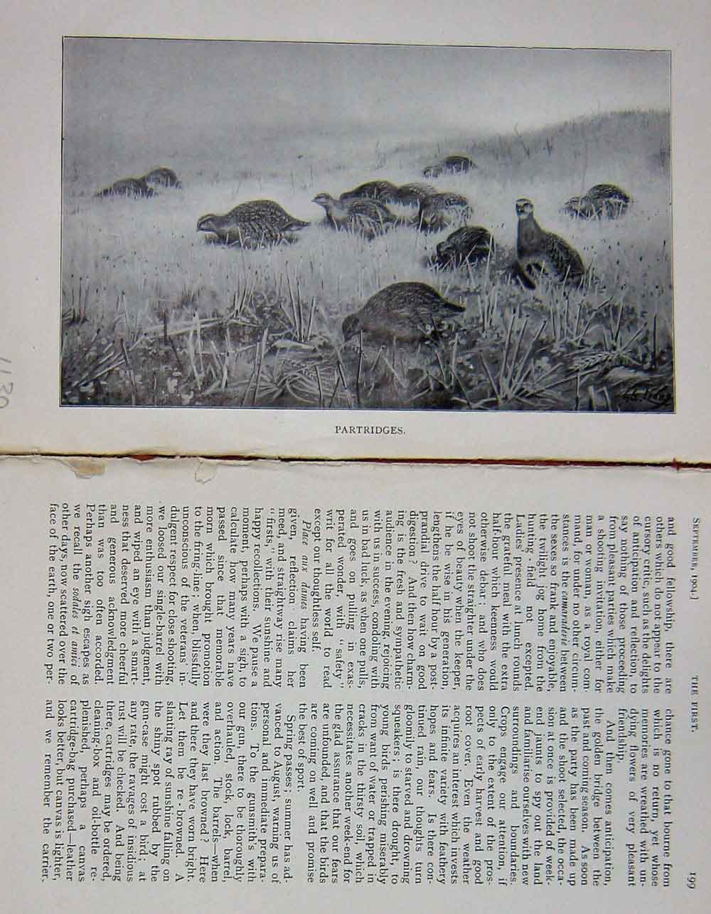 Original Old Antique Print 1904 Game Birds Partridges Hunting Baily'S Magazine