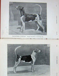 Old Antique Print 1904 Rufford Furrier Hounds Dogs Balvoir Warwickshire 20th
