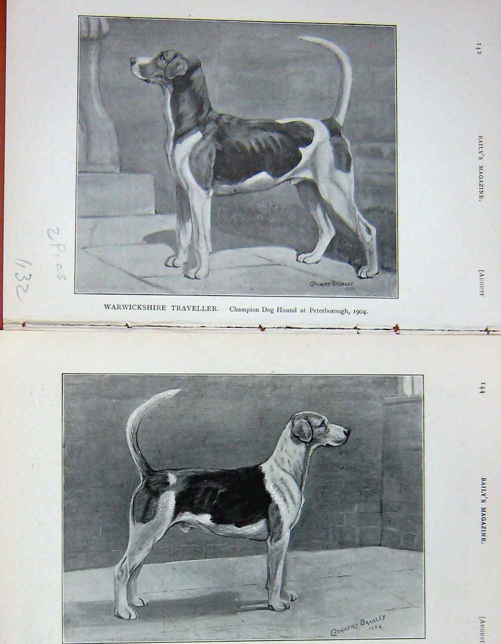 Old Antique Print 1904 Rufford Furrier Hounds Dogs Balvoir Warwickshire 20th