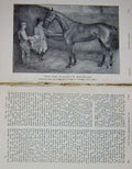 Old Antique Print 1904 Horse Happy Man Mr Romer Williams Sport Baily'S 20th