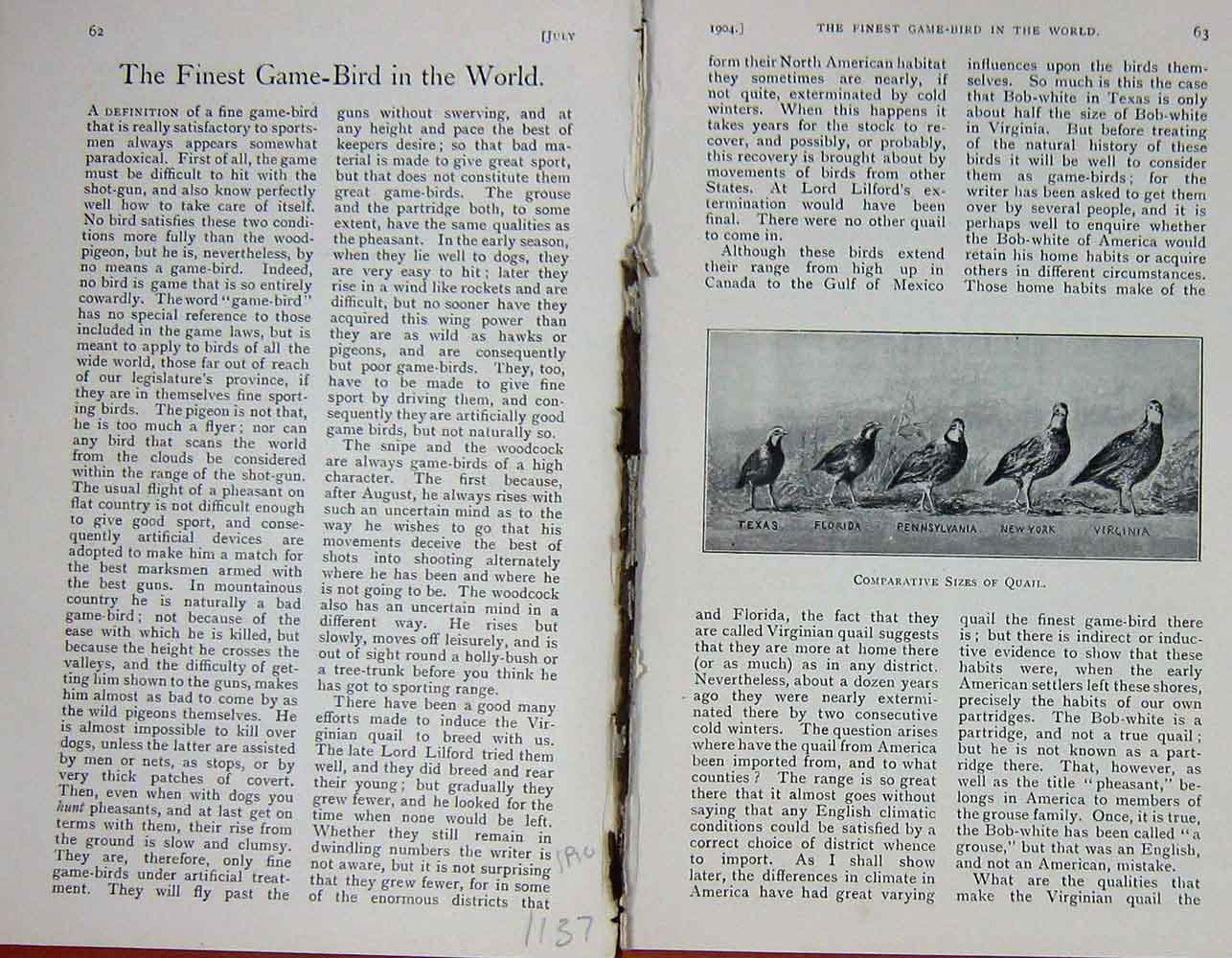 Original Old Antique Print 1904 Game Bird Hunting Quail Texas Florida Virginia