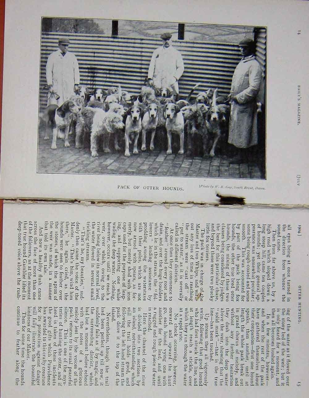 Original Old Antique Print 1904 Otter Hunting Hounds Sport Photograph Baily'S