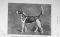 Original Old Antique Print 1905 Peterborough Hound Dog Harper Fitzwilliam 20th
