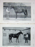 Original Old Antique Print 1905 Portrait Horse Isinglass Count Schomberg 20th