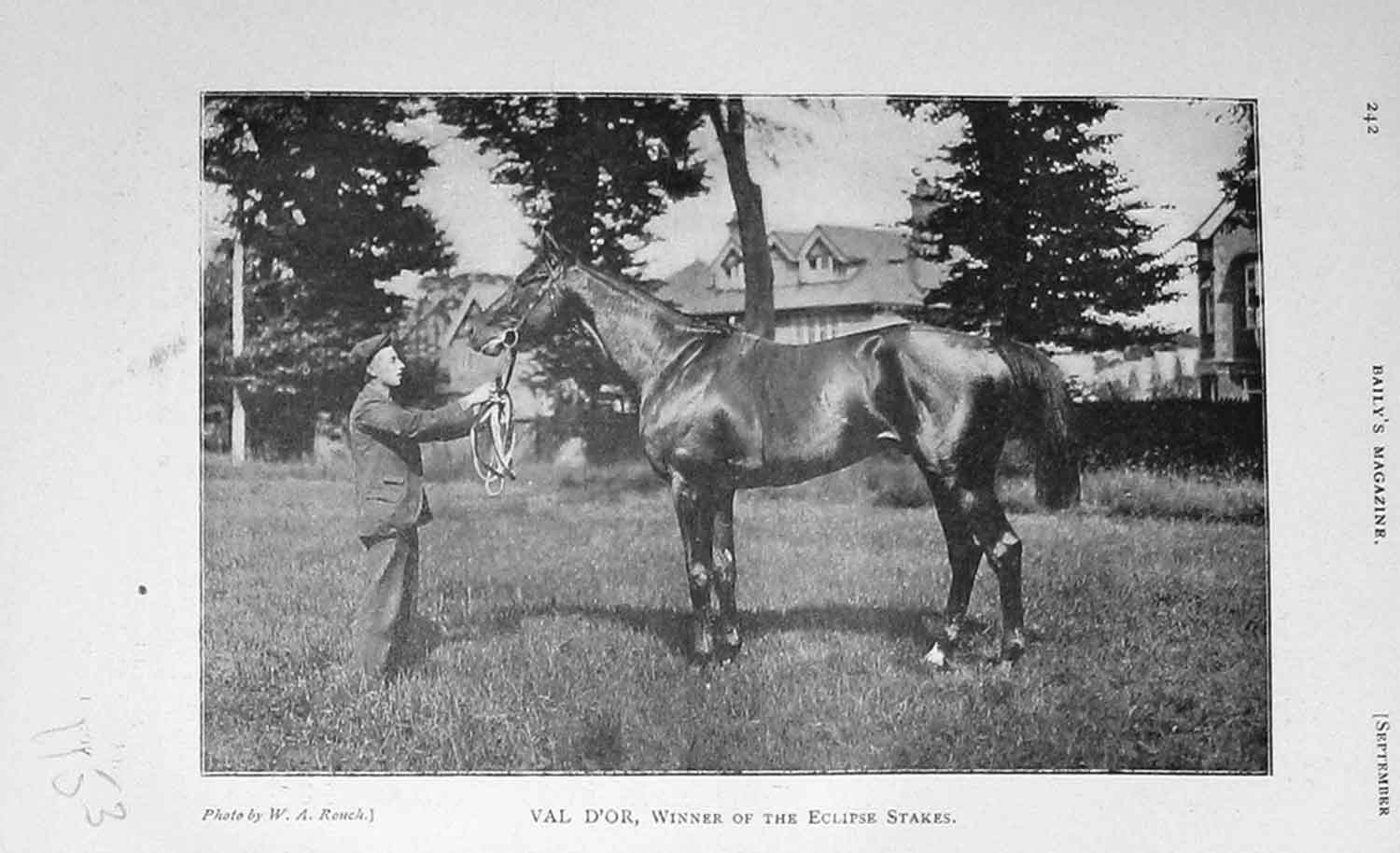 Original Old Antique Print 1905 Portrait Val D'Or Horse Sport Eclipse 20th