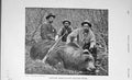 Old Antique Print 1905 Photograph Bear Hunting Captain Radclyffe Sport 20th