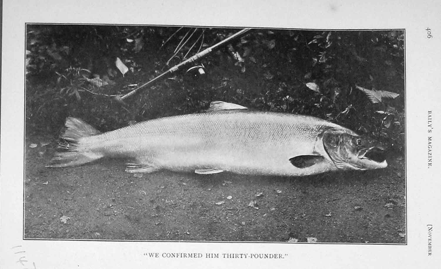 Original Old Antique Print 1905 Photograph Thirty-Pounder Fish Sport 20th