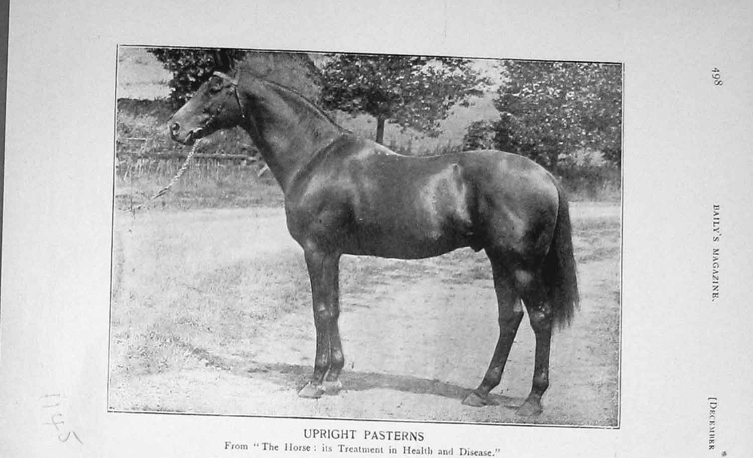 Original Old Antique Print 1905 Photograph Horse Sport Baily'S Magazine 20th