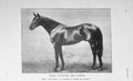 Original Old Antique Print *748 1905 Photograph Horse Sport Baily'S Magazine