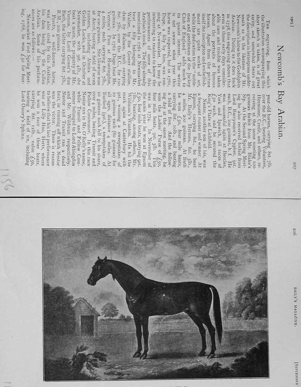 Original Old Antique Print 1905 Portrait Newcomb'S Bay Arabian Horse 20th