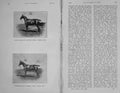 Antique Old Print 1905 Polo Pony Horse`Sale Greek Boy Paul Fry Photograph 20th