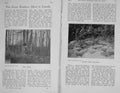 Old Antique Print 1905 Photograph Loon Duck Bird Nest Egg Hunting Sport 20th