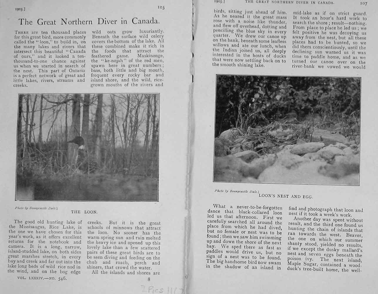 Old Antique Print 1905 Photograph Loon Duck Bird Nest Egg Hunting Sport 20th