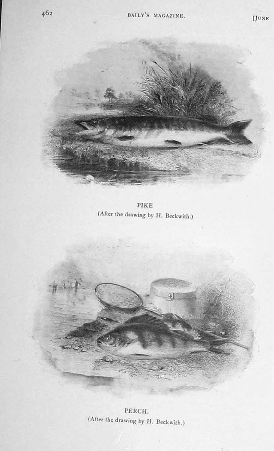 Original Old Antique Print 1905 Pike Fish Perch Angling Baily'S 20th Century