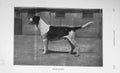 Original Old Antique Print 1905 Photograph Hound Dog Hunting Sport 20th