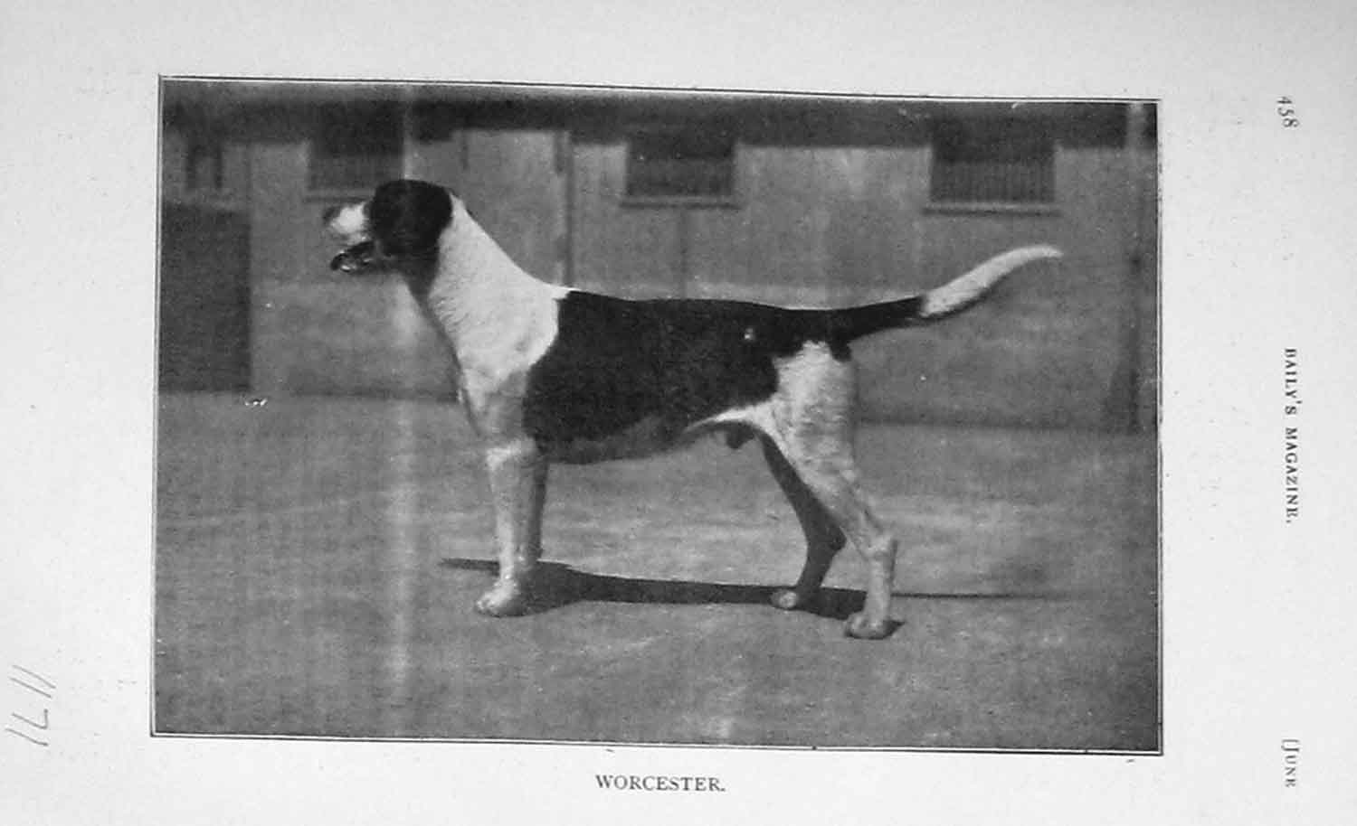 Original Old Antique Print 1905 Photograph Hound Dog Hunting Sport 20th