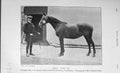 Original Old Antique Print 1905 Photograph Early Dawn Polo Pony Horse 20th