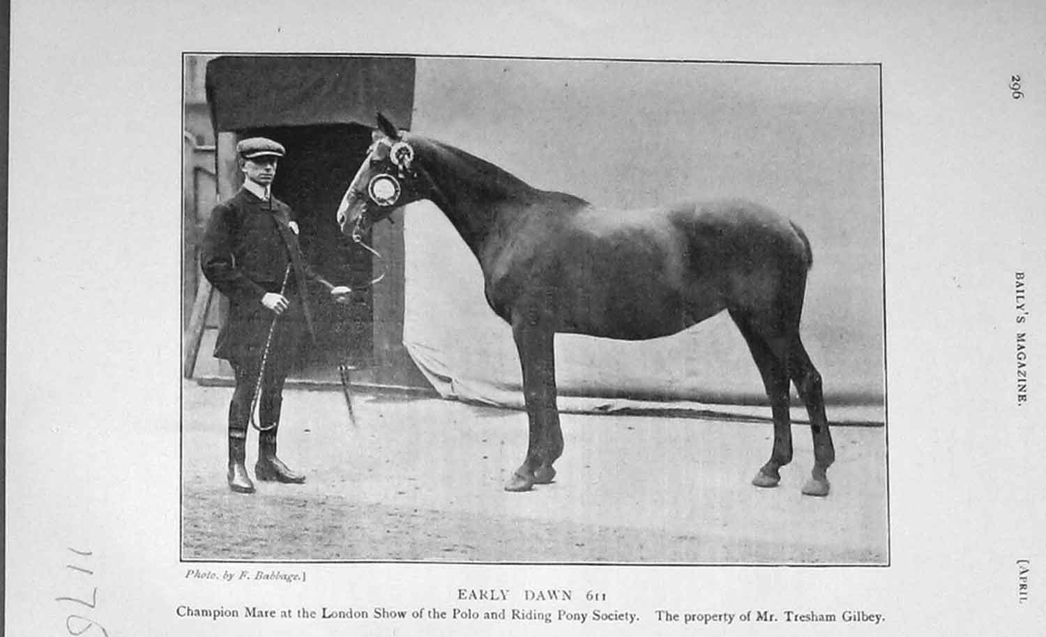 Original Old Antique Print 1905 Photograph Early Dawn Polo Pony Horse 20th