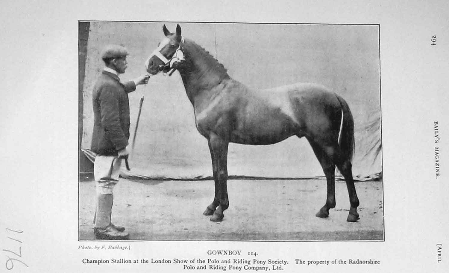 Original Old Antique Print 1905 Photograph Gownboy Polo Pony Show Horse 20th