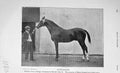 Original Old Antique Print 1905 Photograph Battlement Horse Trelawny 20th