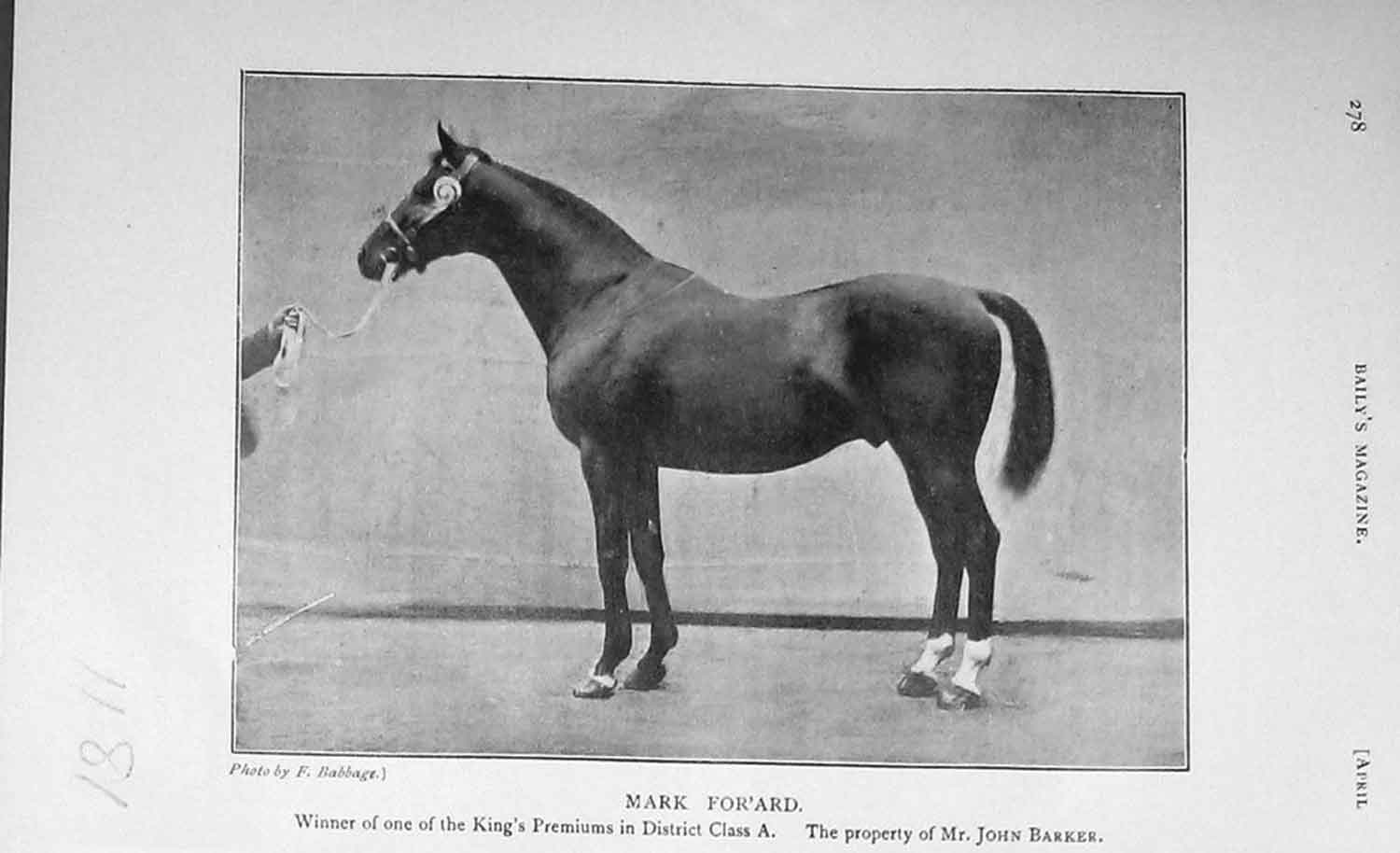 Original Old Antique Print 1905 Photograph Mark For'Ard Horse John Barker 20th
