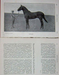 Original Old Antique Print 1905 Photograph Hackler Horse Steeplechase 20th