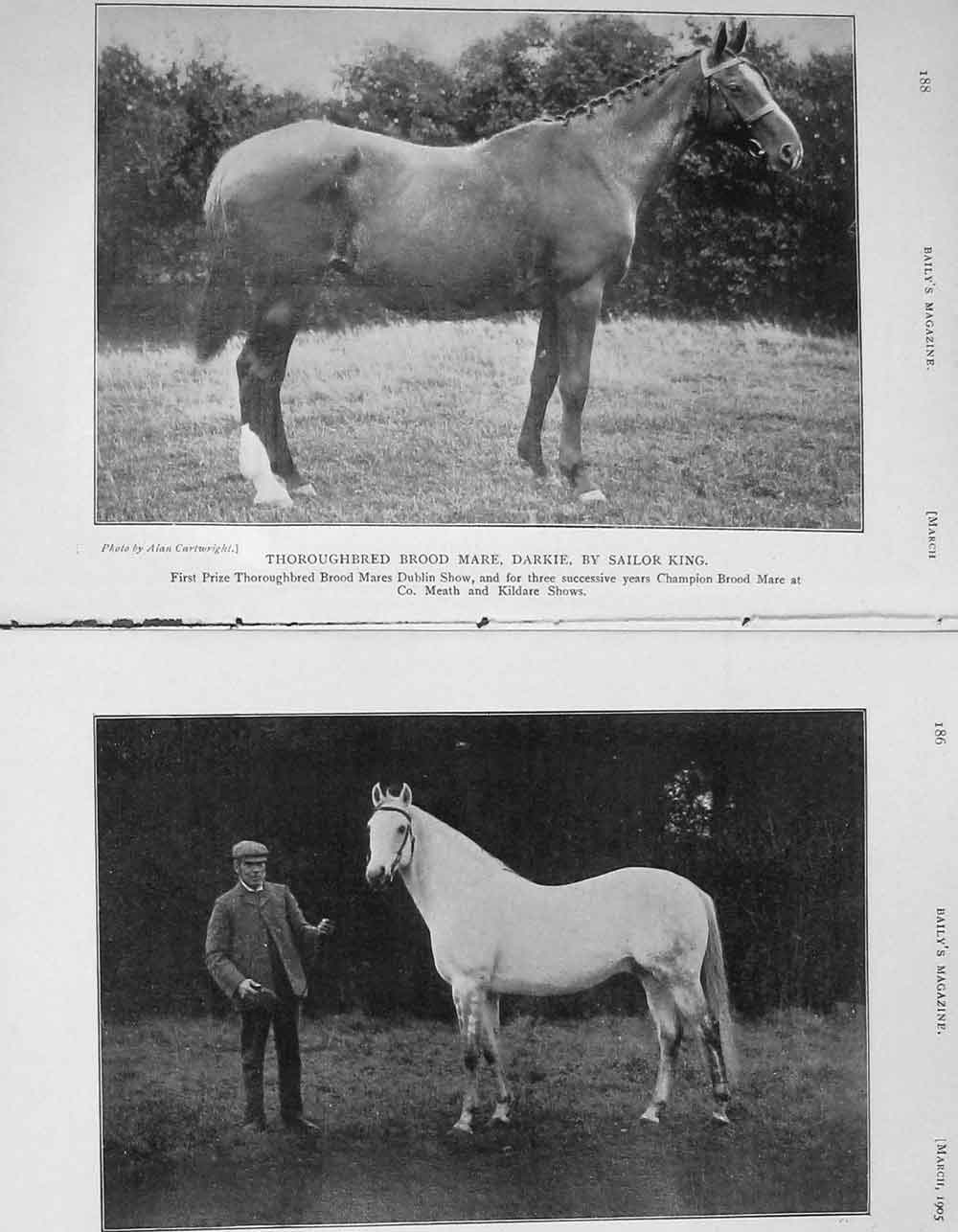 Old Antique Print 1905 Horse Le Sancy Grey Leg Marie Darkie Photograph 20th