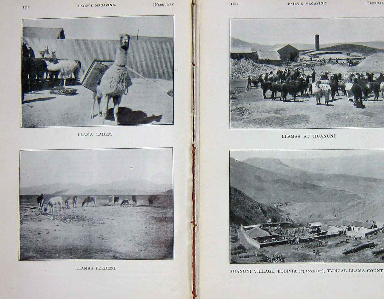 Original Old Antique Print 1905 Photograph Huanuni Bolivia Llama Animals Photo