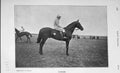 Original Old Antique Print 1906 Photograph Gorgos Horse Racing Sport 20th