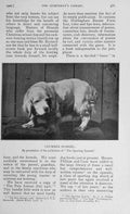 Original Old Antique Print 1906 Photograph Clumber Spaniel Dog Sport 20th