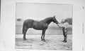 Original Old Antique Print 1906 Photograph Red Prince Ii Horse Sport 20th