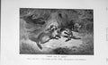 Original Old Antique Print 1906 Fox Wild Animals Hunting Baily'S 20th Century