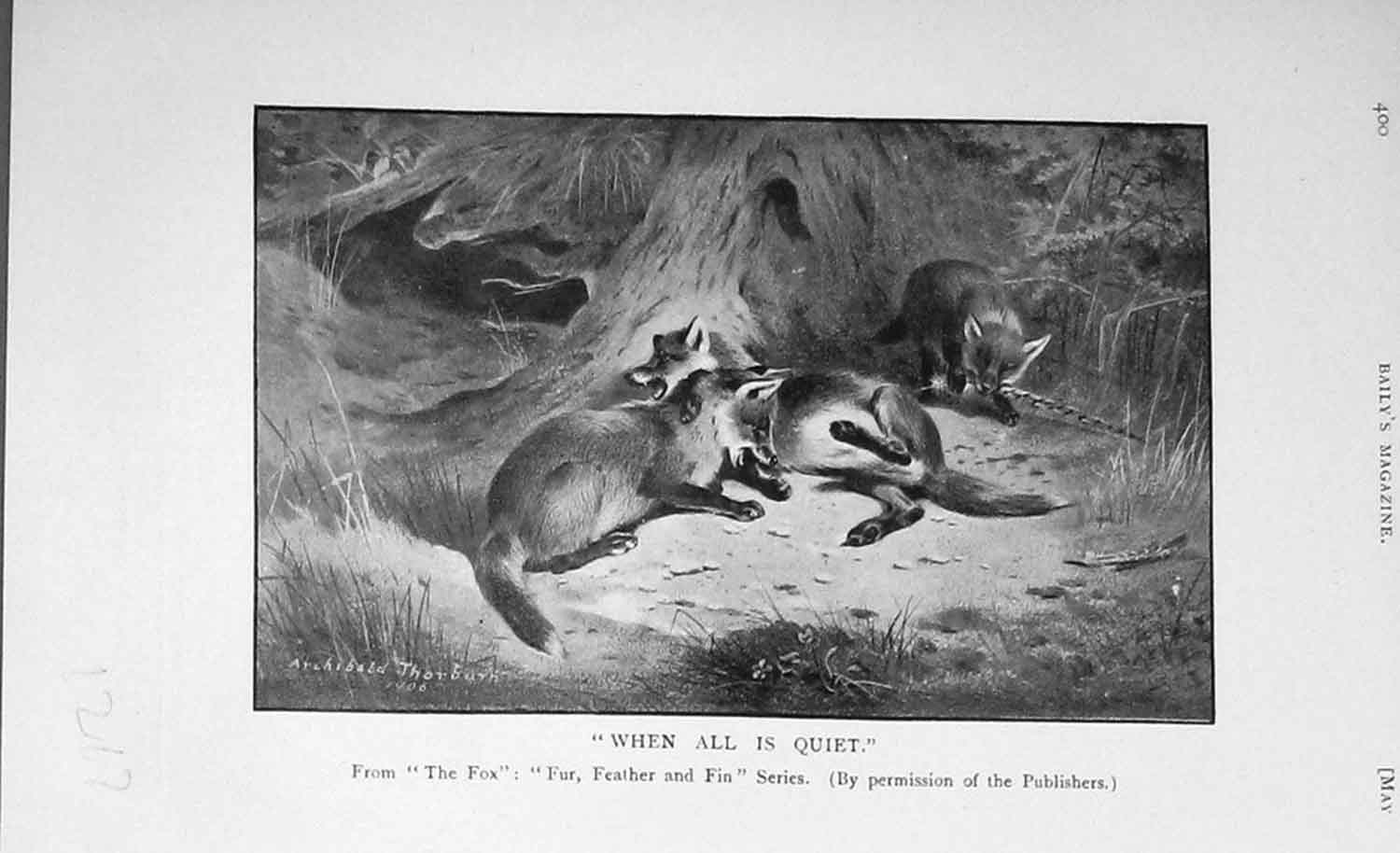 Original Old Antique Print 1906 Fox Wild Animals Hunting Baily'S 20th Century