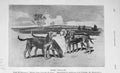 Original Old Antique Print 1906 Kerry Beagles Hunting Dogs Sport 20th Century