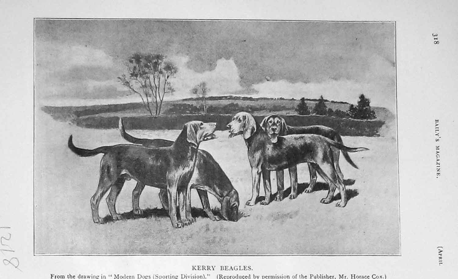 Original Old Antique Print 1906 Kerry Beagles Hunting Dogs Sport 20th Century