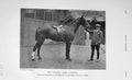 Old Antique Print 1906 Photograph Mr Drage King Edward Horse Hunter Show 20th