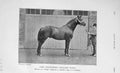 Original Old Antique Print 1906 Photograph Lord Middleton Stallion Horse Wales