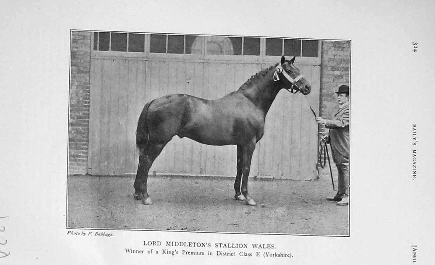 Original Old Antique Print 1906 Photograph Lord Middleton Stallion Horse Wales
