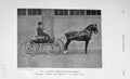 Old Antique Print 1906 Photograph Smith Pinderfields Horace Horse Show 20th